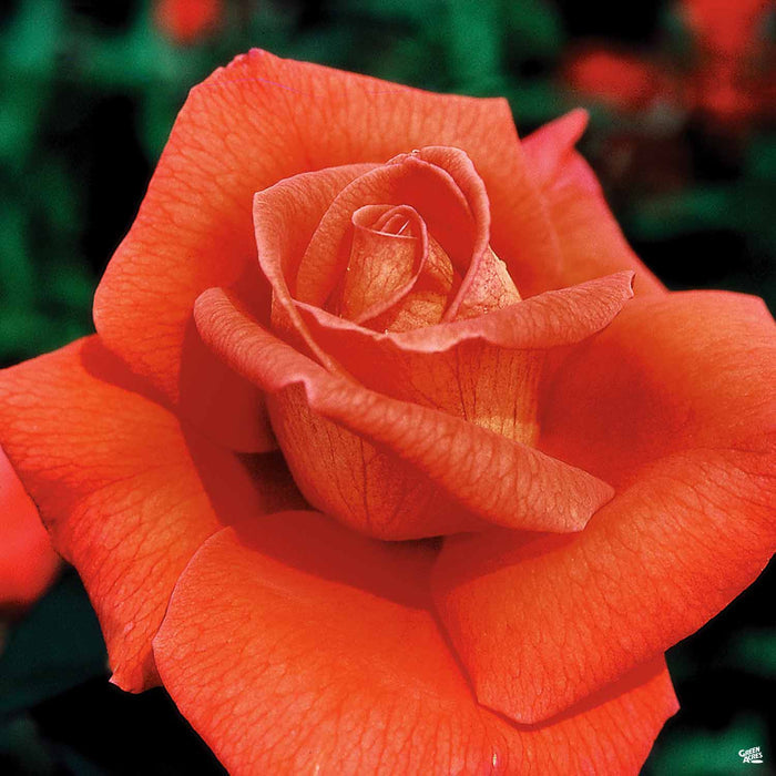 Rose Voodoo