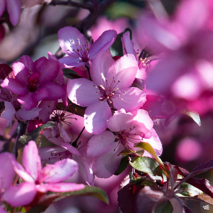Royal Raindrops Crabapple