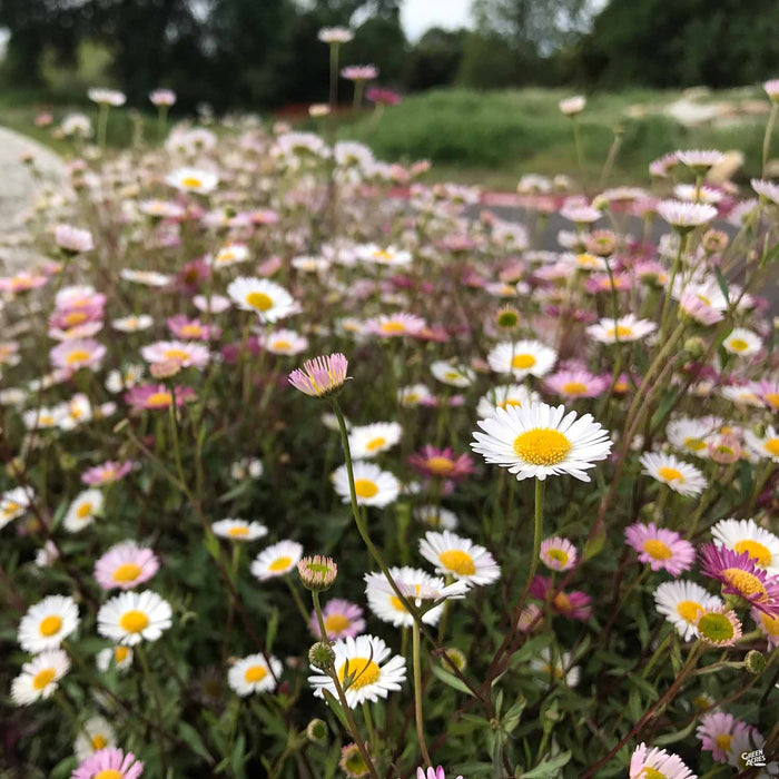 Santa Barbara Daisy