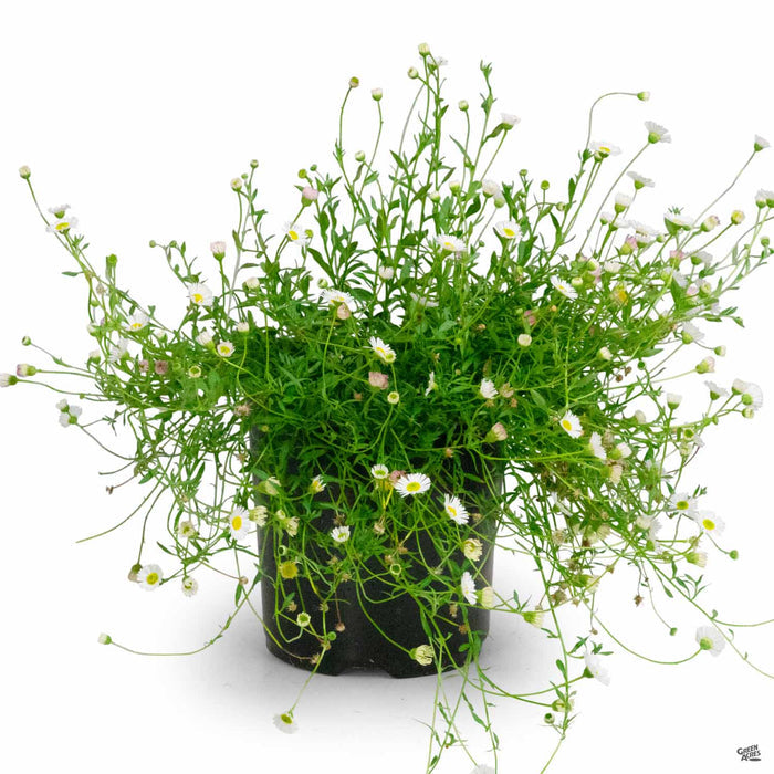 Santa Barbara Daisy 1 gallon