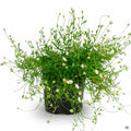 Santa Barbara Daisy 1 gallon