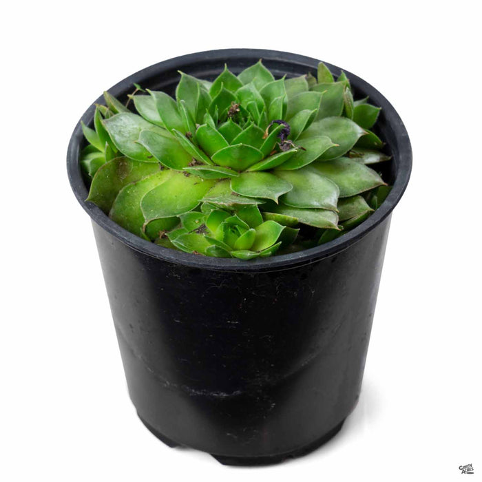 Sempervivum 'Silver King' 4 inch