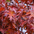 Shumard Oak