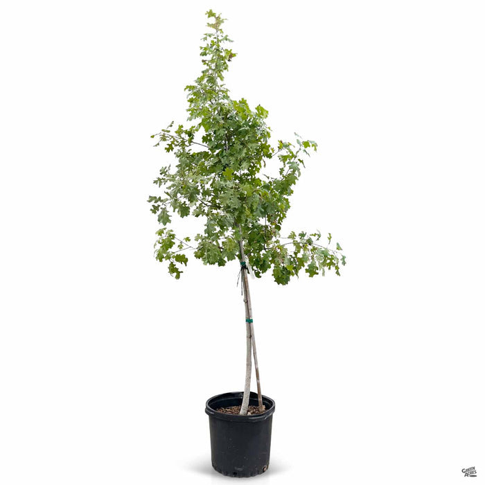Shumard Oak 15 gallon