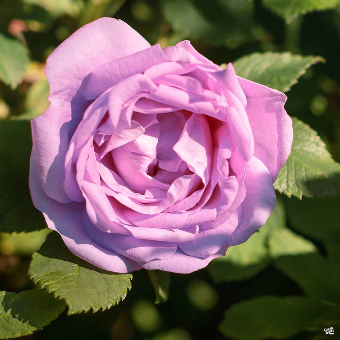 Silver Lining Rose