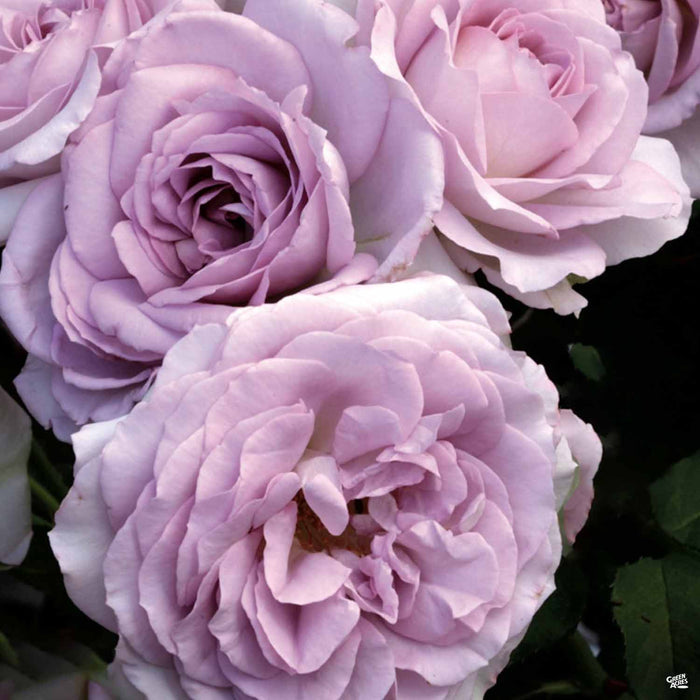 Silver Lining Rose