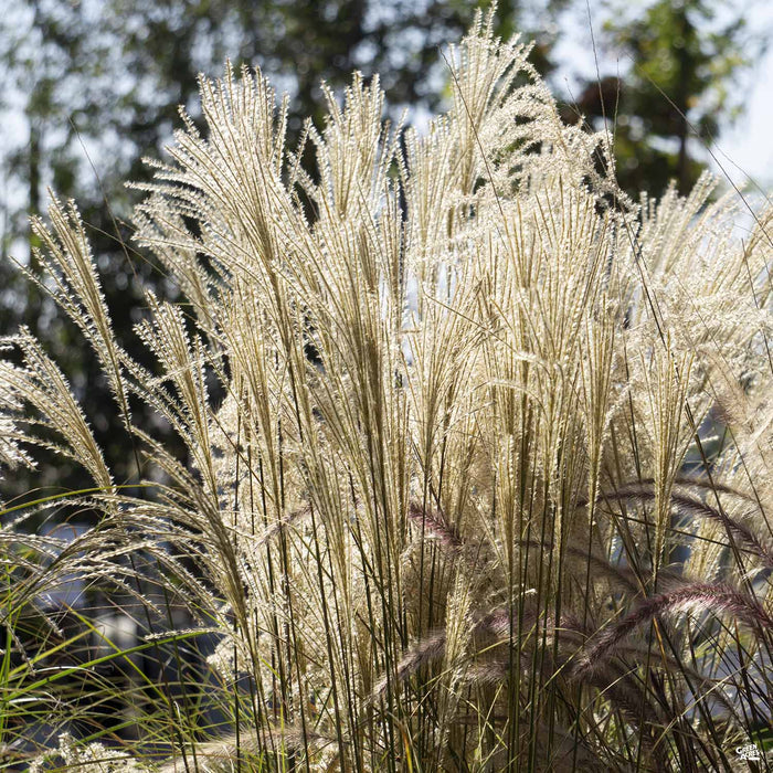 Maiden Grass 'Morning Light'