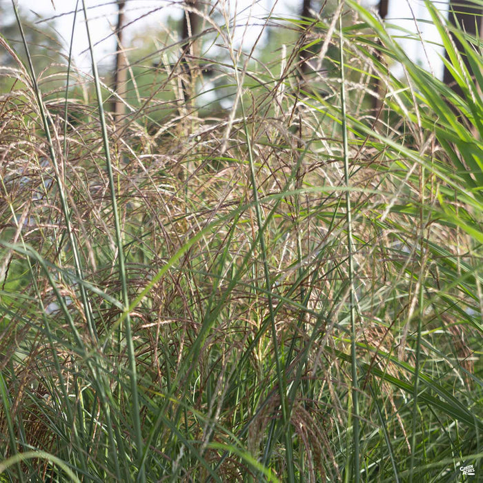 Maiden Grass 'Morning Light'