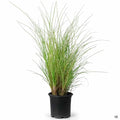 Maiden Grass 'Morning Light' 1 gallon