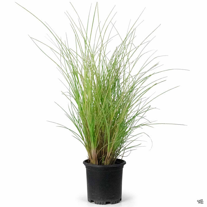 Maiden Grass 'Morning Light' 1 gallon