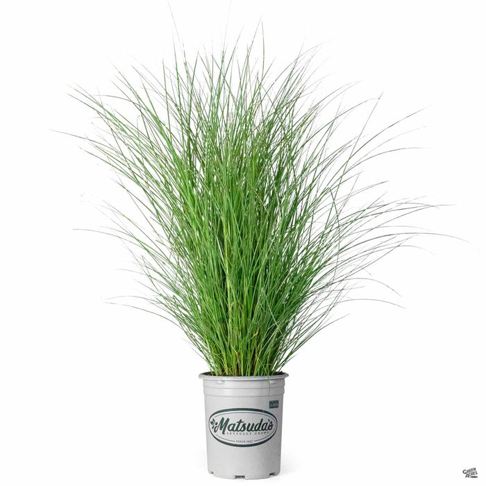 Maiden Grass 'Morning Light' 5 gallon