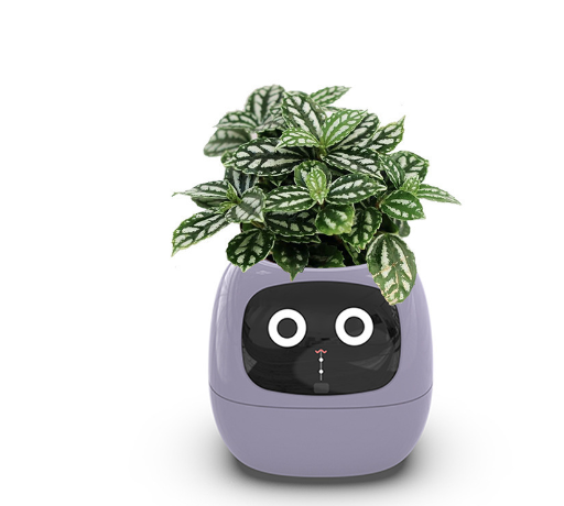 Pastel  Purple / Small