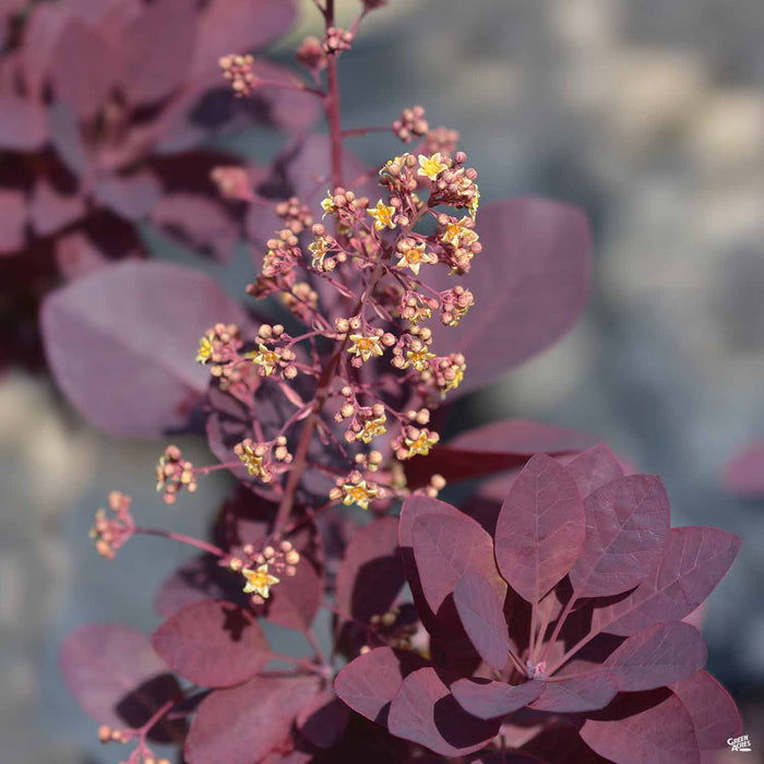 Smoke Tree 'Royal Purple'