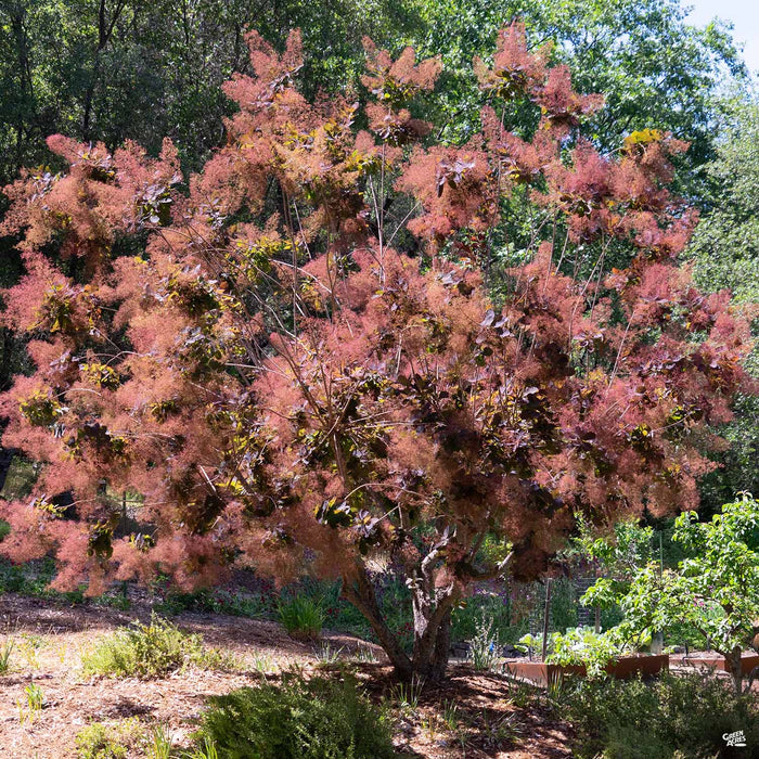 Purple Smoke Tree 'Royal Purple'