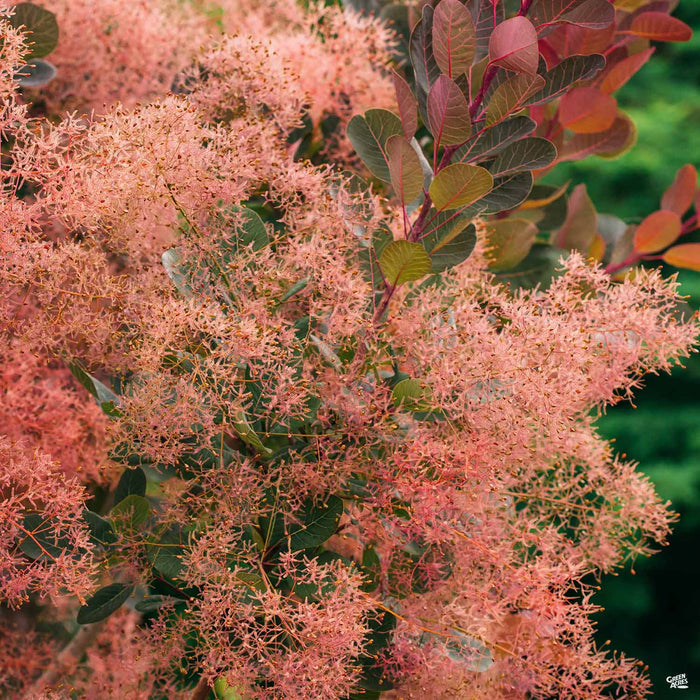Purple Smoke Tree 'Royal Purple'