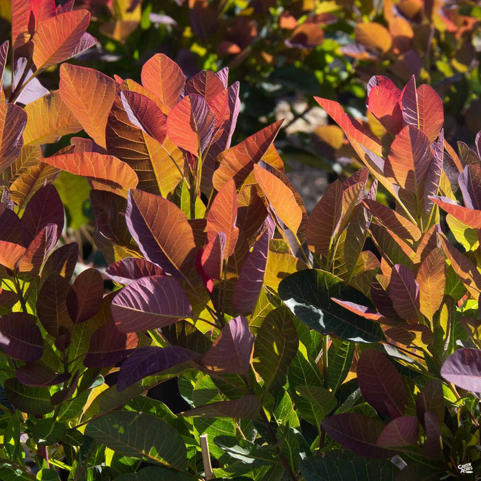 Purple Smoke Tree 'Royal Purple'