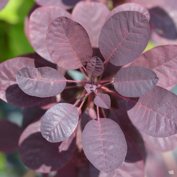 Purple Smoke Tree 'Royal Purple' leaves