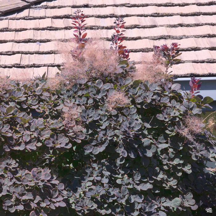Purple Smoke Tree 'Royal Purple'