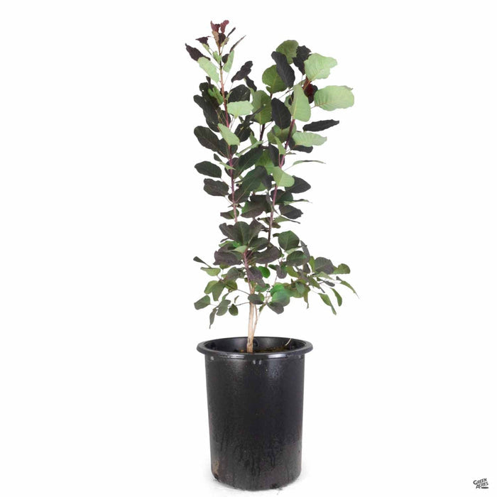 Purple Smoke Tree 'Royal Purple' 5 gallon