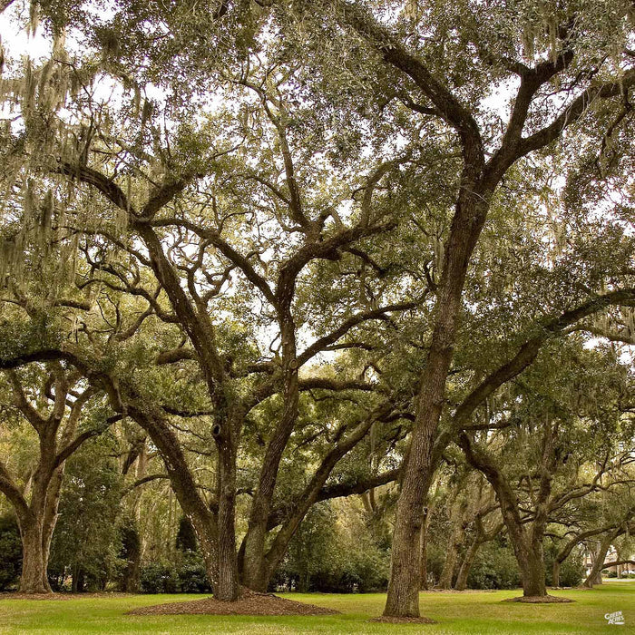 Southern Oak