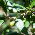 Southern Oak