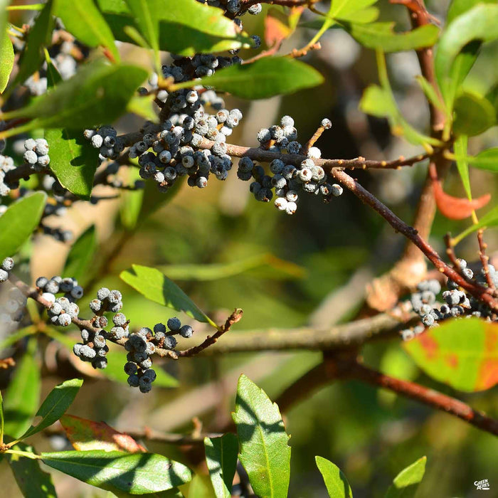 Southern Wax Myrtle