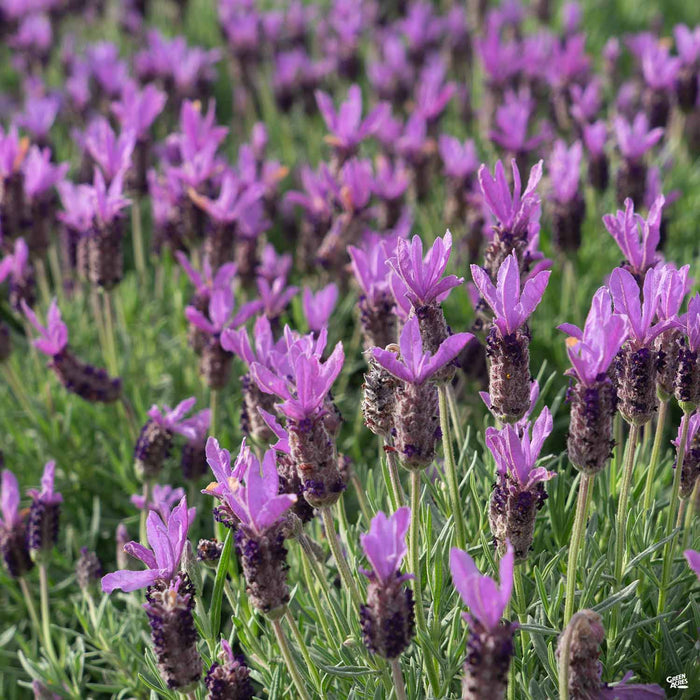 Spanish Lavender
