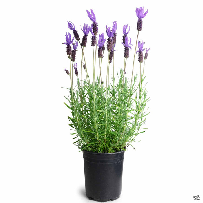 Spanish Lavender 'Dedication' 1 gallon