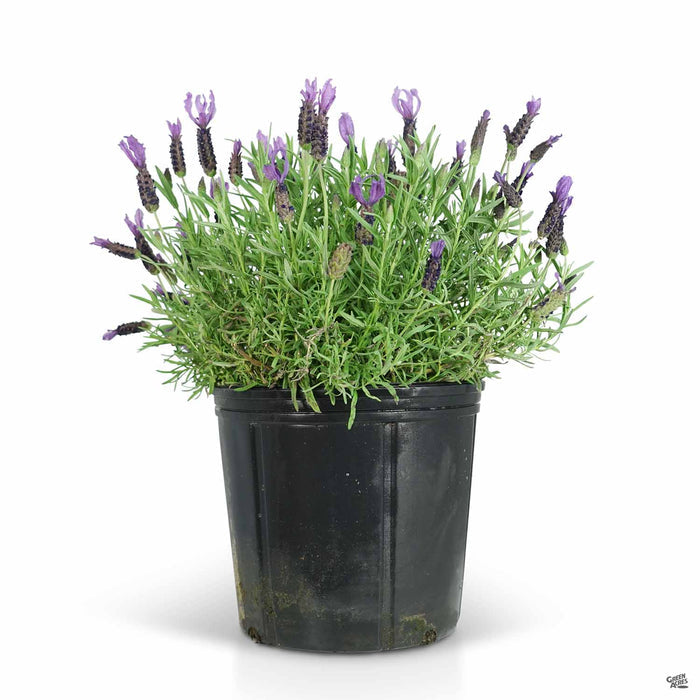Lavender stoechas 3 gallon