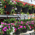 Texas Hanging Baskets Spring 2025