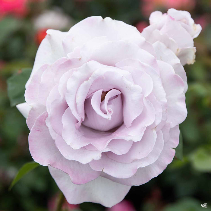 Stainless Steel Hybrid Tea Rose