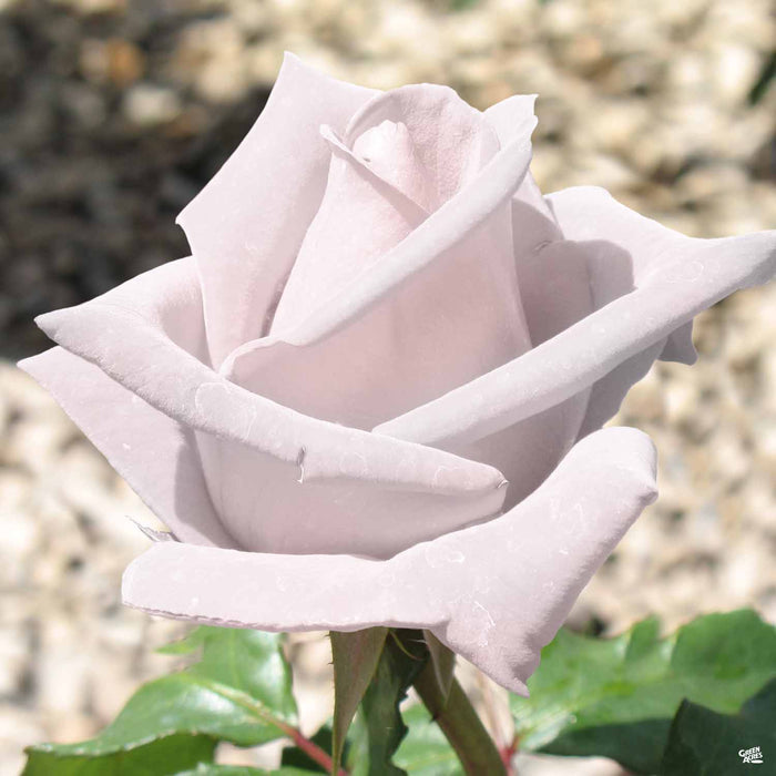 Stainless Steel Hybrid Tea Rose