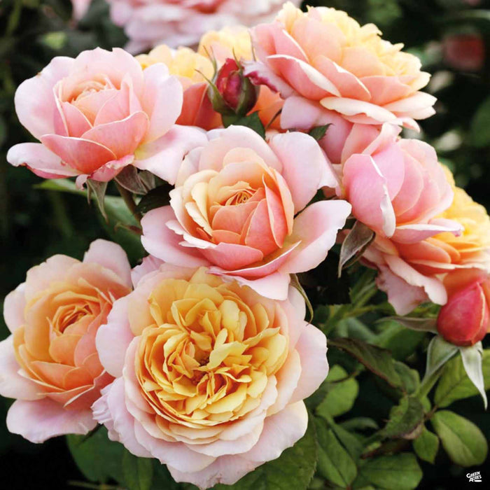 State of Grace Rose