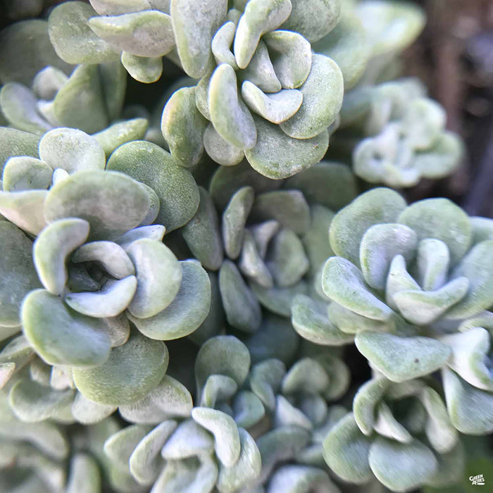 Cape Blanco Stonecrop