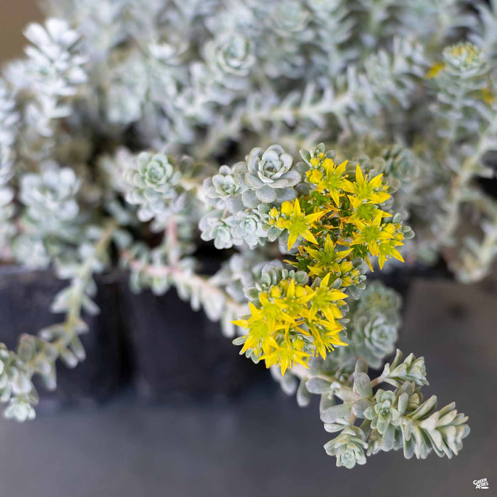 Cape Blanco Stonecrop