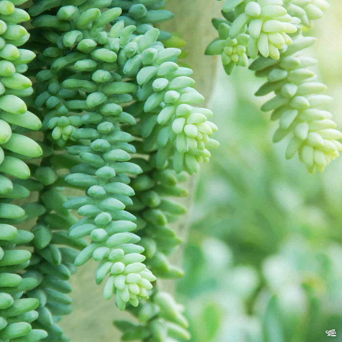 Stonecrop Donkey Tail