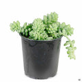 Stonecrop Donkey Tail 4 inch