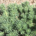 Oracle Stonecrop
