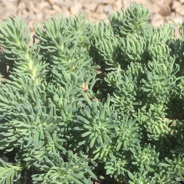 Oracle Stonecrop