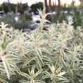 Stonecrop 'Sea Urchin'