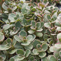 Stonecrop 'Tricolor'