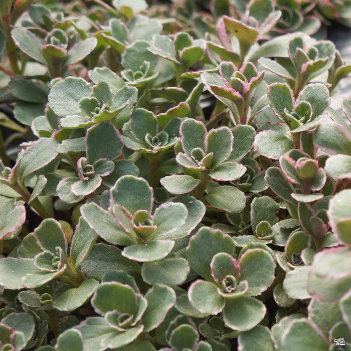 Stonecrop 'Tricolor'