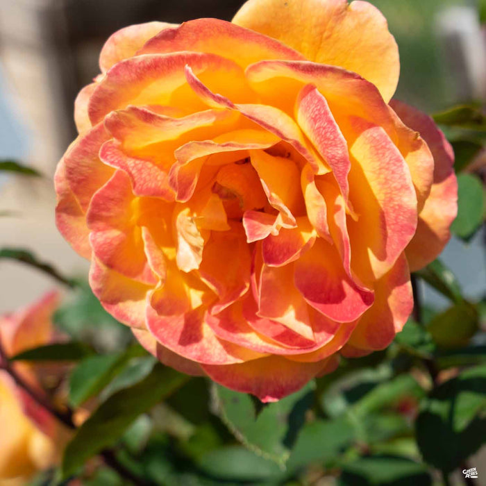 'Strike It Rich' Rose