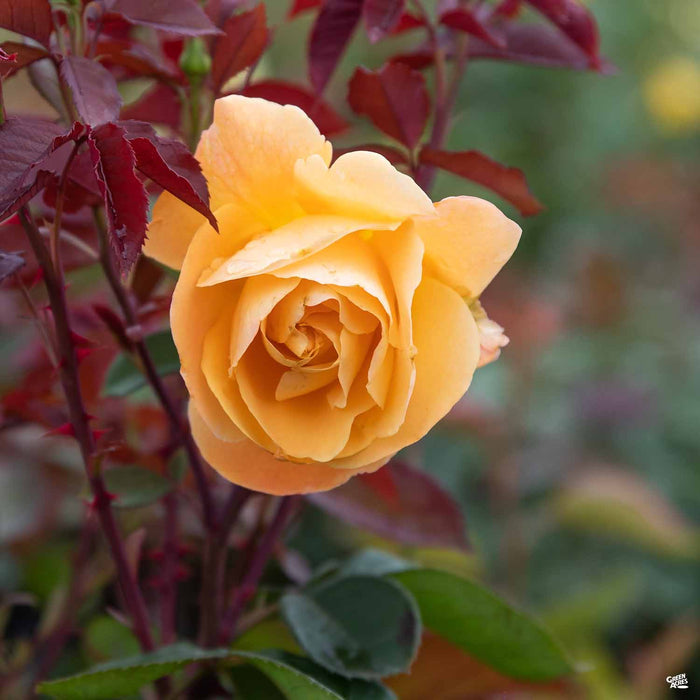 Strike It Rich Rose