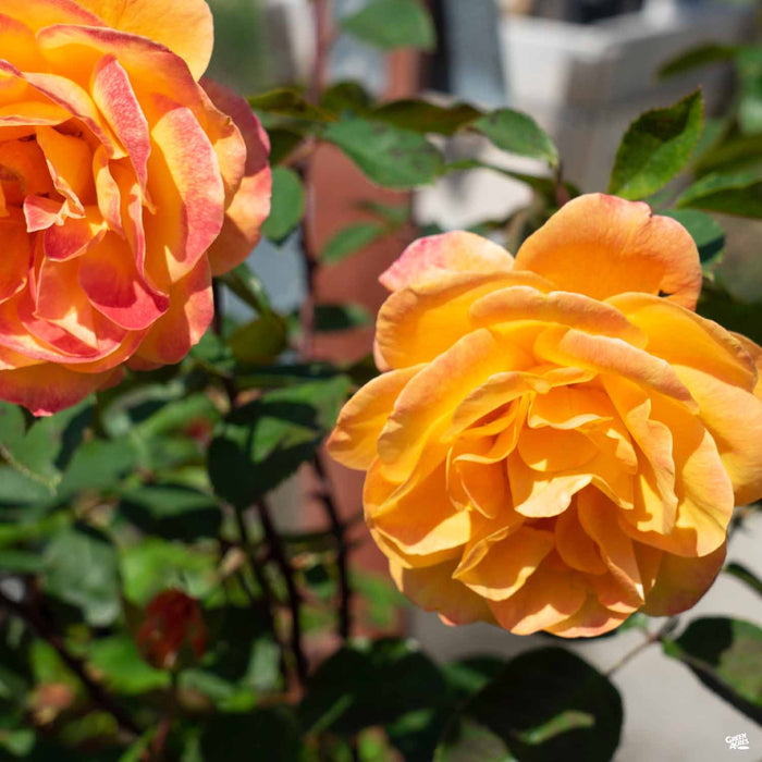 'Strike It Rich' Rose