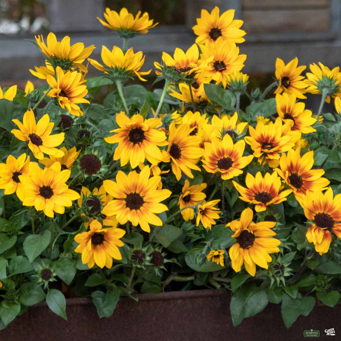 SunBelievable Sunflower