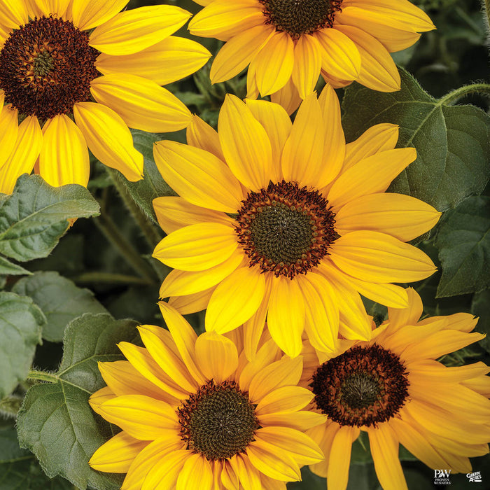 Suncredible Yellow Sunflower
