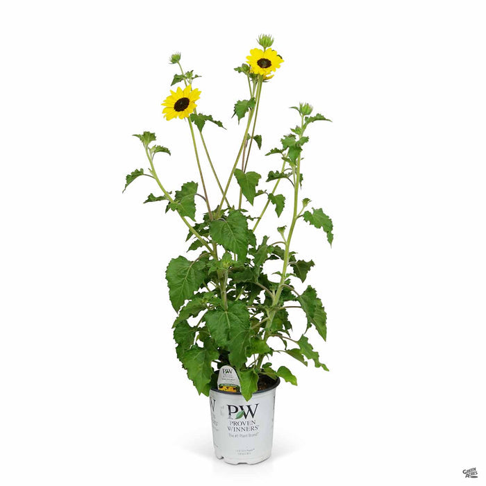 Suncredible Yellow Sunflower