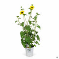 Suncredible Yellow Sunflower