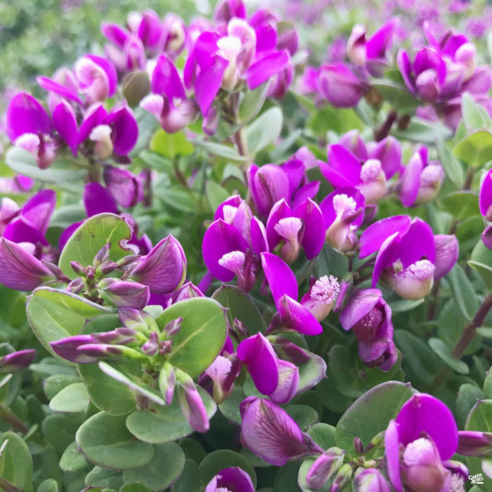 Sweet Pea Shrub 'Petite Butterflies'